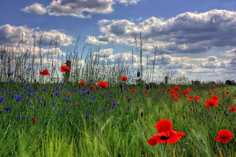 blumenwiese